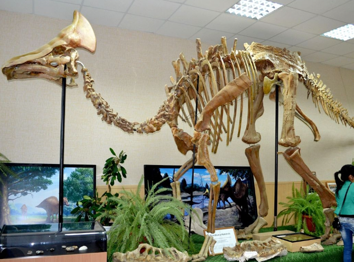 Экспонат Палеонтологического музея в Благовещенске