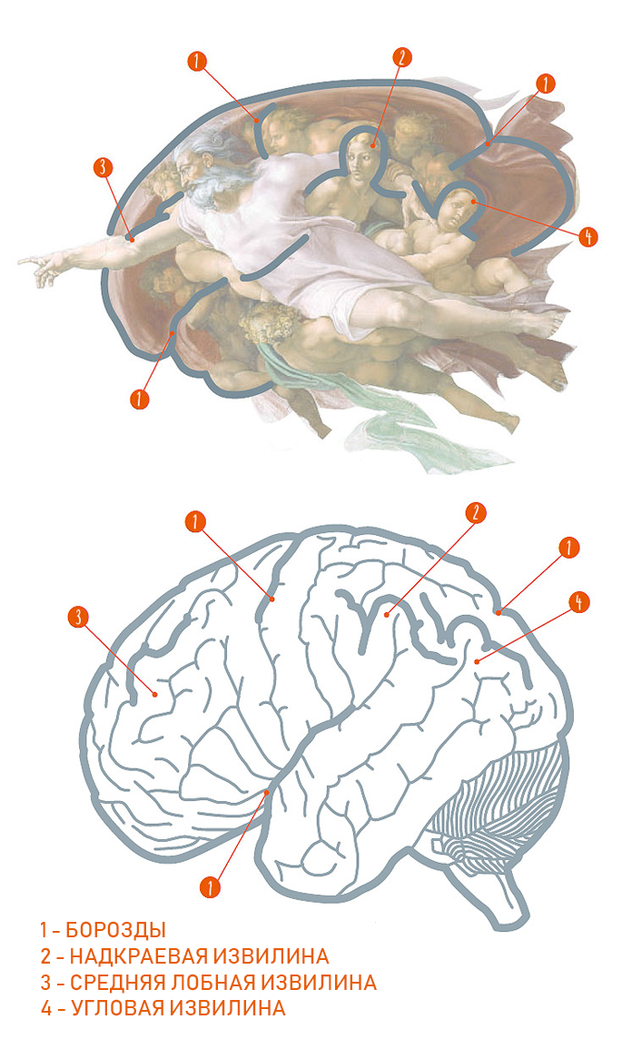 Соответствие фрески "Сотворение Адама" и человеческого мозга
