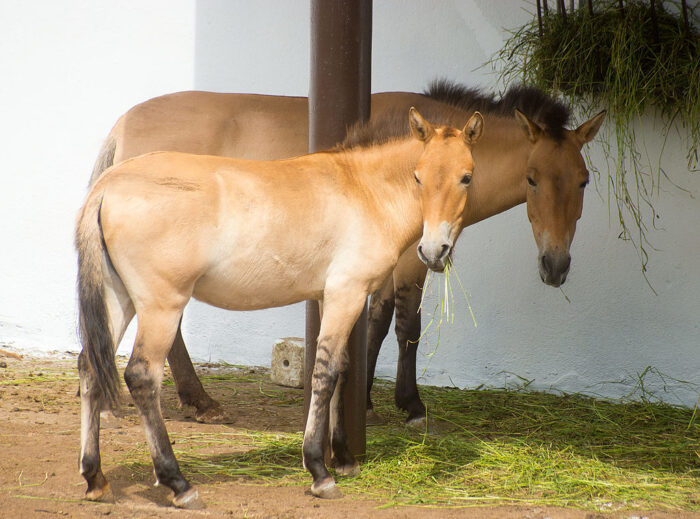 Лошадь Пржевальского в Московском зоопарке