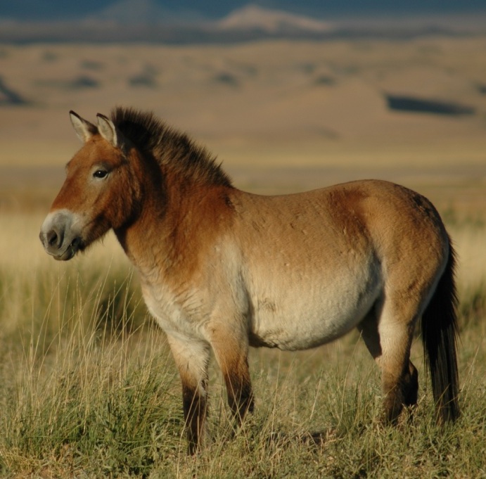 Лошадь Пржевальского в дикой среде